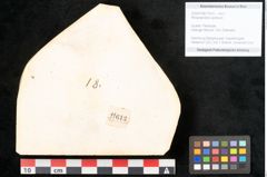 Foto (Objekt + Etikett) von Rhododendron ponticum (NHMW-GEO-2024-0188-11613)